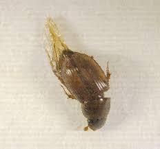 Attēlu rezultāti vaicājumam “Aphodius sp.”