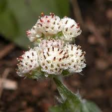 Attēlu rezultāti vaicājumam “Antennaria dioica leaf”