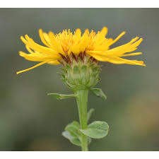 Image result for Inula hirta
