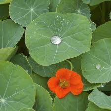 Image result for Tropaeolum majus