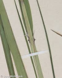 Attēlu rezultāti vaicājumam “Calamagrostis purpurea fruit”