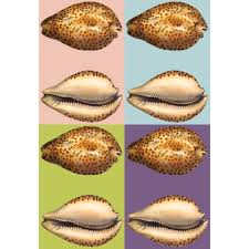 Attēlu rezultāti vaicājumam “Diderma umbilicatum macro”