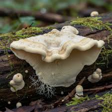 Attēlu rezultāti vaicājumam “Antrodiella”