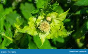 Attēlu rezultāti vaicājumam “Cirsium oleraceum leaf”