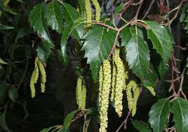 Attēlu rezultāti vaicājumam “Alnus”