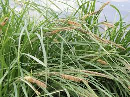 Attēlu rezultāti vaicājumam “Carex riparia”