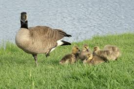 Attēlu rezultāti vaicājumam “Branta canadensis adult”