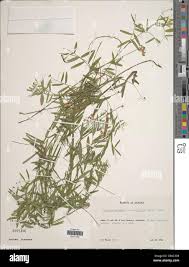 Attēlu rezultāti vaicājumam “Lathyrus palustris bud”