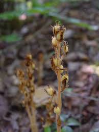 Attēlu rezultāti vaicājumam “Monotropa hypopitys bud”