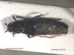 Attēlu rezultāti vaicājumam “Quedius dilatatus”