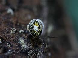 Attēlu rezultāti vaicājumam “Craterium aureonucleatum”