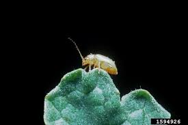 Attēlu rezultāti vaicājumam “Aphis jacobaeae”