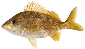 Image result for Haemulon plumierii