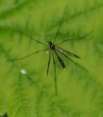 Attēlu rezultāti vaicājumam “Nematocera”