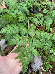 Attēlu rezultāti vaicājumam “Anthriscus”