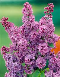 Attēlu rezultāti vaicājumam “Syringa vulgaris flower”