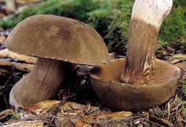 Attēlu rezultāti vaicājumam “Porphyrellus porphyrosporus”