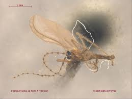 Attēlu rezultāti vaicājumam “Cecidomyiidae”