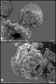 Attēlu rezultāti vaicājumam “Licea castanea spores”