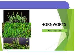 Attēlu rezultāti vaicājumam “Anthocerotopsida”