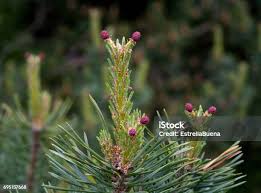Attēlu rezultāti vaicājumam “Pinus sylvestris female flower”