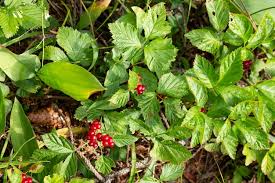 Attēlu rezultāti vaicājumam “Rubus saxatilis fruit”