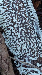 Attēlu rezultāti vaicājumam “Comatricha nigra young”