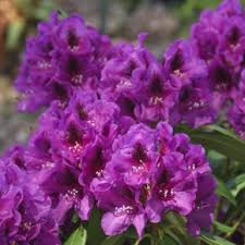 Image result for haaga tehron