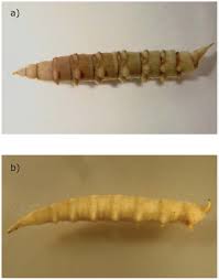 Attēlu rezultāti vaicājumam “Therevidae larva”