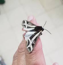 Attēlu rezultāti vaicājumam “Diaperis boleti nest”