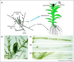 Attēlu rezultāti vaicājumam “Dicranella staphylina cells”