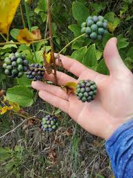 Attēlu rezultāti vaicājumam “Carex caryophyllea fruit”