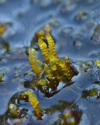 Attēlu rezultāti vaicājumam “Calliergon trifarium”