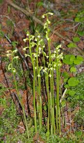 Attēlu rezultāti vaicājumam “Corallorhiza trifida”