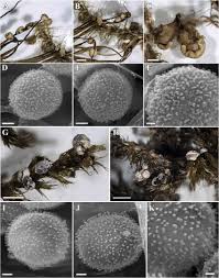 Attēlu rezultāti vaicājumam “Diderma tigrinum”