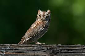 Image result for Otus scops