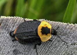 Attēlu rezultāti vaicājumam “Silphidae”