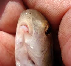 Image result for Carpiodes cyprinus