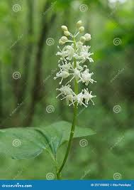 Attēlu rezultāti vaicājumam “Maianthemum bifolium”