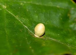 Attēlu rezultāti vaicājumam “Rabdophaga heterobia”