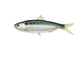 Image result for Alosa alosa