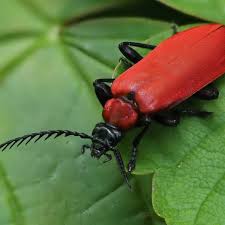 Attēlu rezultāti vaicājumam “Pyrochroa coccinea”