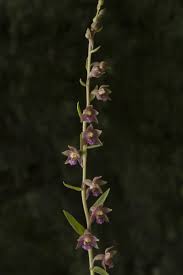 Attēlu rezultāti vaicājumam “Epipactis”