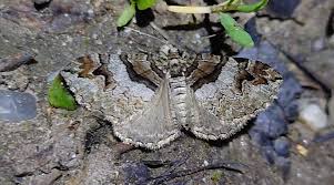 Attēlu rezultāti vaicājumam “Pareulype berberata”