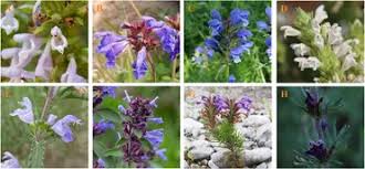 Attēlu rezultāti vaicājumam “Dracocephalum ruyschiana fruit”