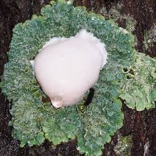 Attēlu rezultāti vaicājumam “Reticularia lycoperdon spores”