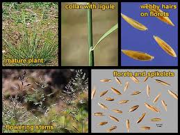 Attēlu rezultāti vaicājumam “Poa trivialis”