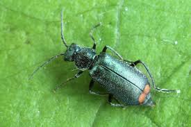 Attēlu rezultāti vaicājumam “Malachius bipustulatus”