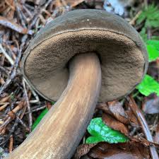 Attēlu rezultāti vaicājumam “Porphyrellus porphyrosporus”