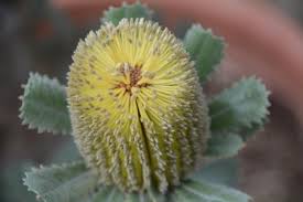 Attēlu rezultāti vaicājumam “Thalictrum flavum bud”